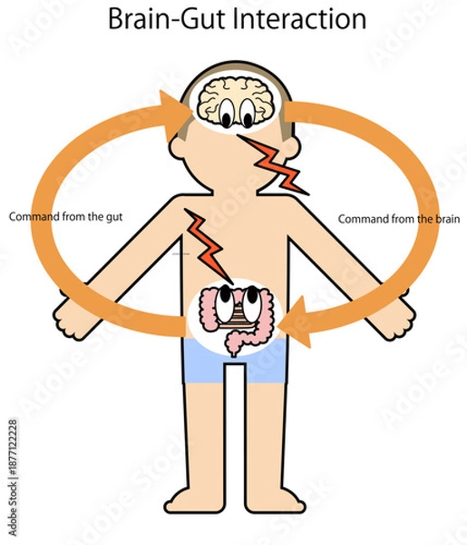Obraz 人体と脳腸相関図のベクターイラスト