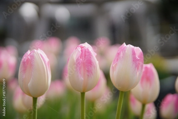 Obraz 草津水性植物公園水の森のアイスチューリップ