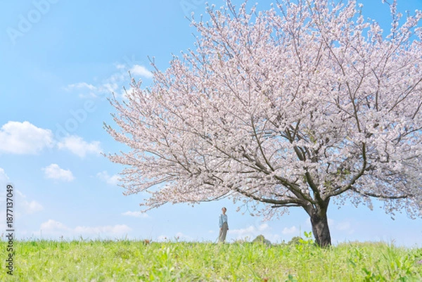 Obraz 満開の桜を見る女性