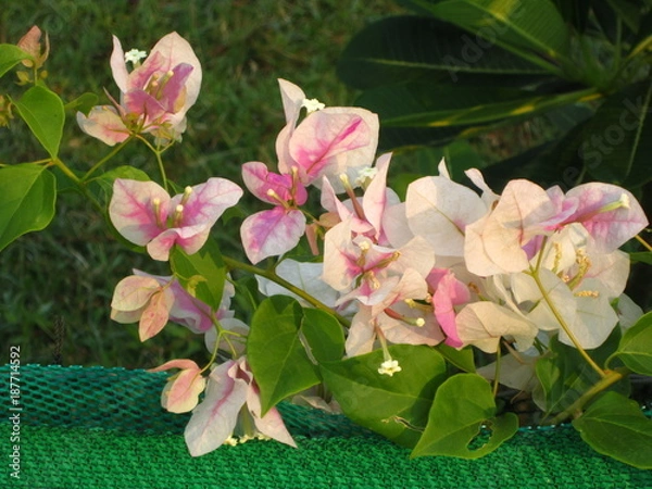Obraz Pink orchids (B)