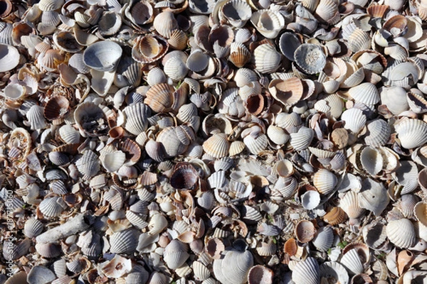 Obraz seashells for background