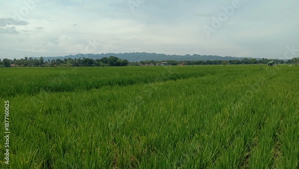 Obraz Vast Green Rice Fields Under a Cloudy Sky with Distant Mountains