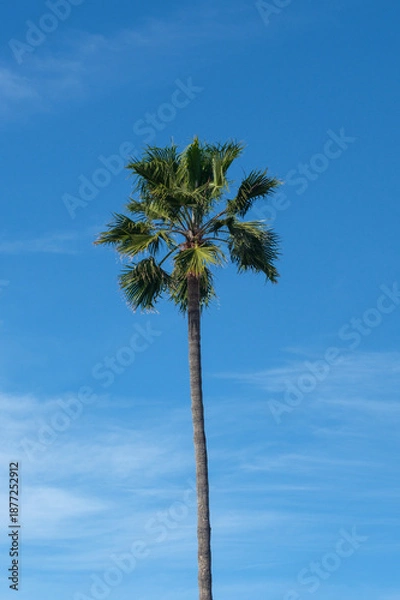 Obraz palm tree and blue sky background
