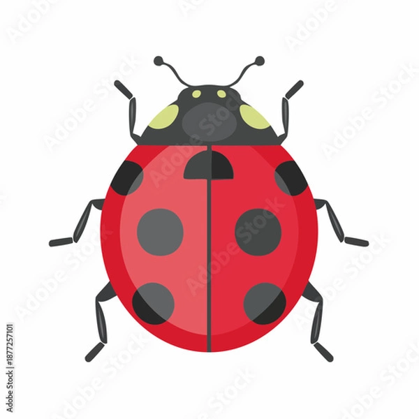 Obraz Vibrant red ladybug isolated on white insect vector illustration
