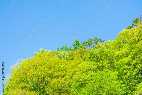 Obraz 新緑　若葉　青空
