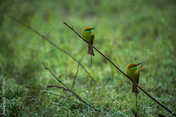 Fototapeta Green bee eater birds