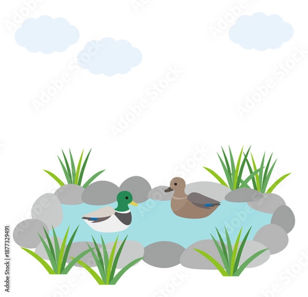 Obraz 池で泳ぐマガモのイラスト素材