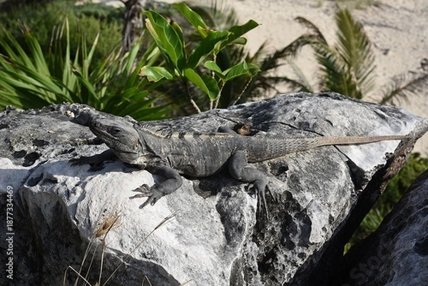 Obraz Schwarzer Leguan