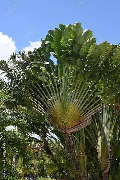 Obraz Baum der Reisenden