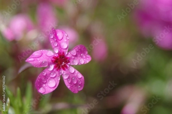 Fototapeta シバザクラ