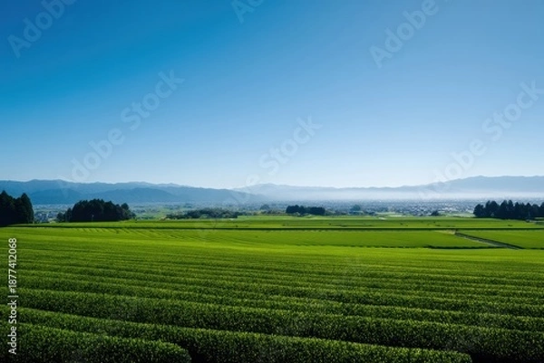 Obraz 青空広がる茶畑