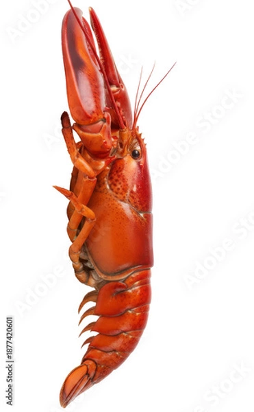 Obraz Cooked Red Lobster on White Background