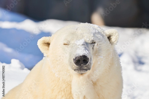 Obraz 雪まみれのシロクマ
