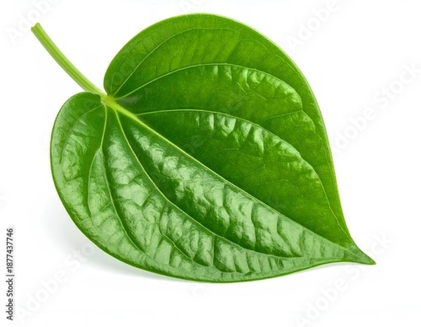 Obraz Betel leaf isolated on white background 