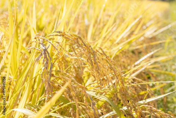 Fototapeta 収穫期の稲穂　品種：雪若丸