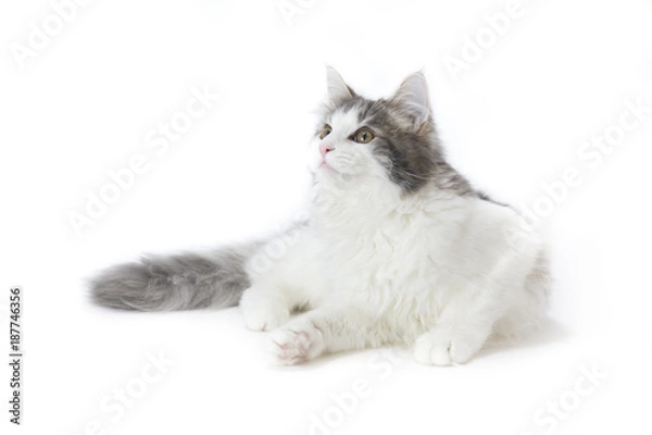 Obraz ノルウェージャンフォレストキャット