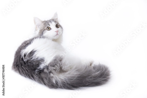 Fototapeta ノルウェージャンフォレストキャット