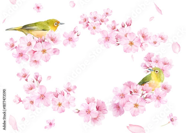 Fototapeta 桜の花と小鳥（メジロ）の水彩イラストでデザインした、緩やかな楕円形フレーム 背景に花びら 透過背景