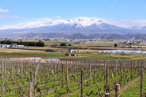 Obraz 北海道富良野市、葡萄畑の奥にそびえる富良野岳、前富良野岳、十勝岳【4月】