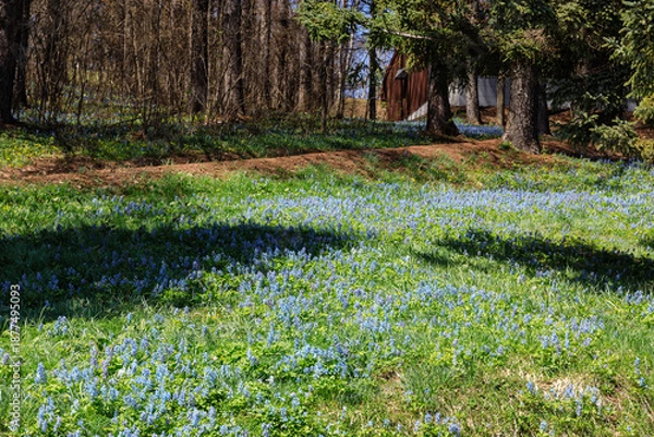 Obraz 北海道富良野市、早春の森を優しく彩るエゾエンゴサク【4月】