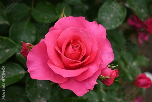 Obraz 様々な薔薇の花たち