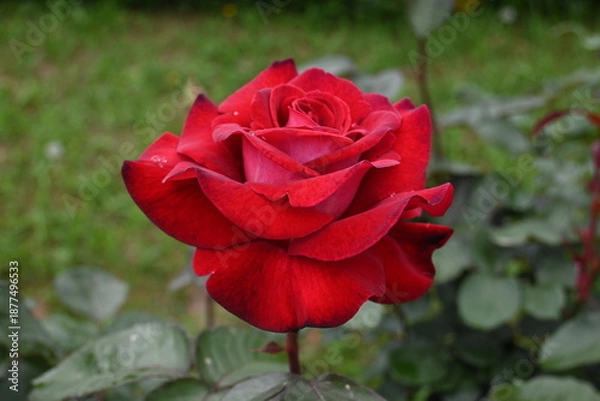 Obraz 様々な薔薇の花たち