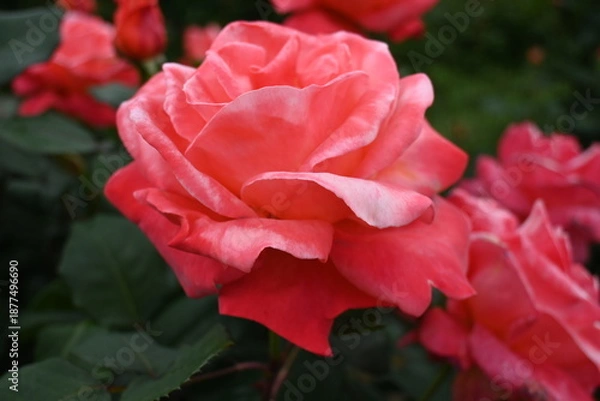 Obraz 様々な薔薇の花たち