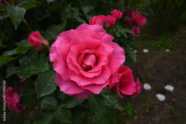 Obraz 様々な薔薇の花たち