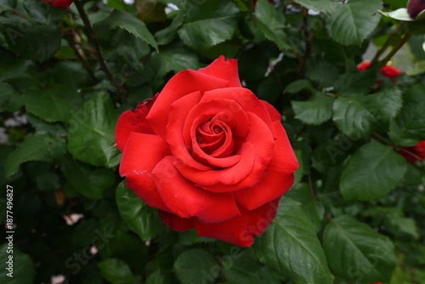 Obraz 様々な薔薇の花たち