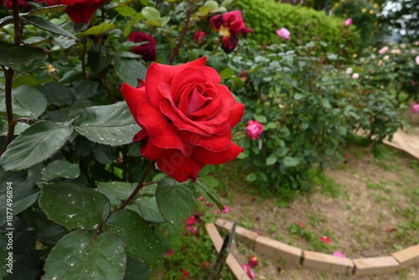 Obraz 様々な薔薇の花たち