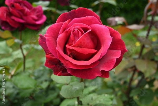 Obraz 様々な薔薇の花たち