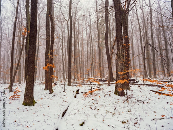 Fototapeta snow covered forest, winter time