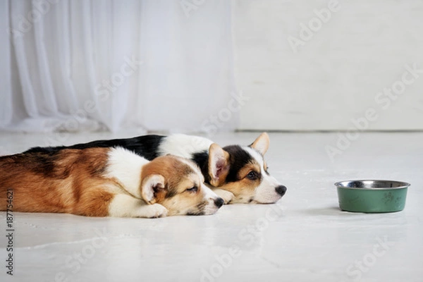 Fototapeta two small puppy lying in front of the food bowl