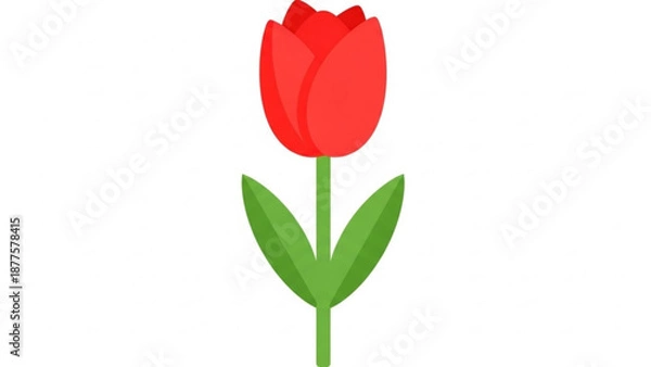 Obraz Red Tulip Isolated on White Background