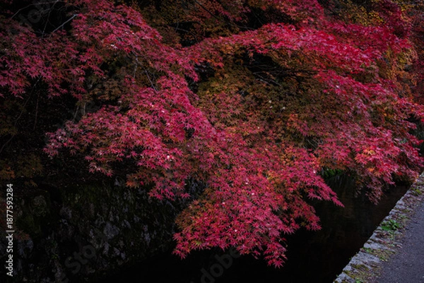 Obraz 京都府哲学の道燃ゆる静寂秋の紅葉