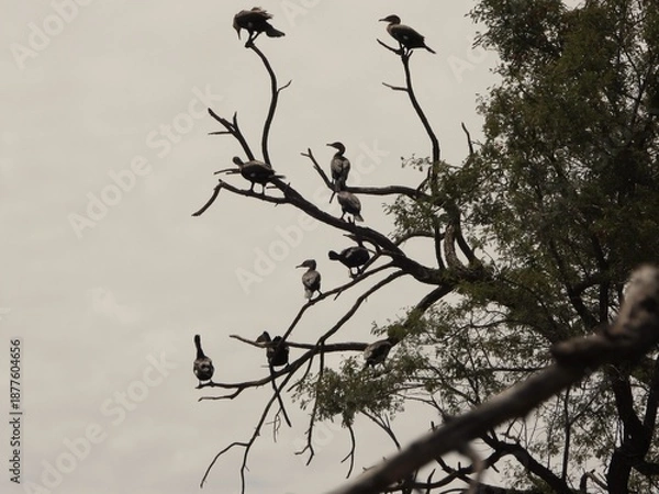 Fototapeta Cormorants in a tree