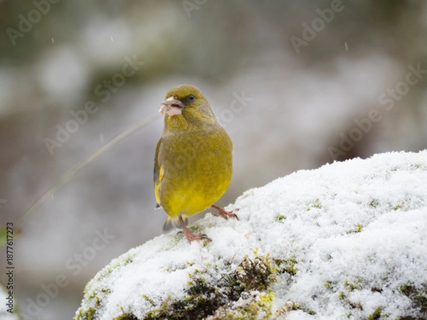Obraz Grünfink, Chloris chloris