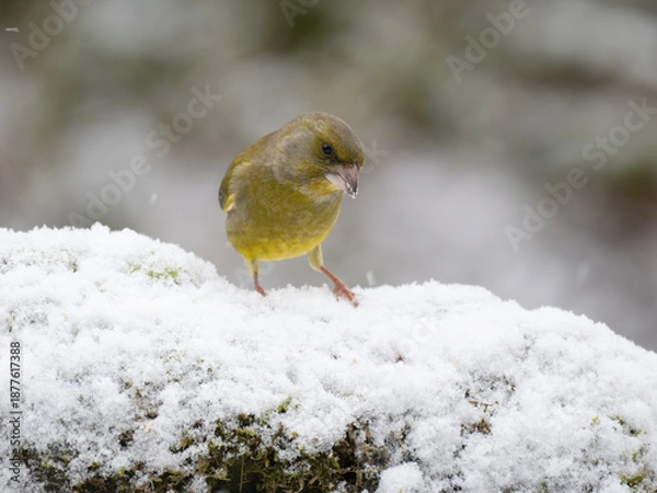 Obraz Grünfink, Chloris chloris