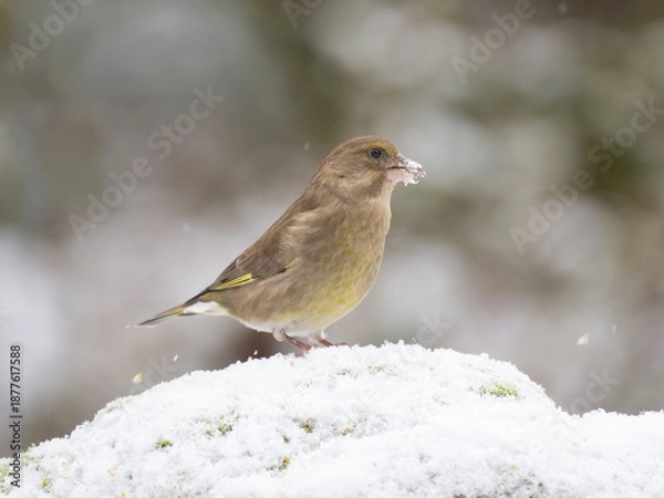 Obraz Grünfink, Chloris chloris