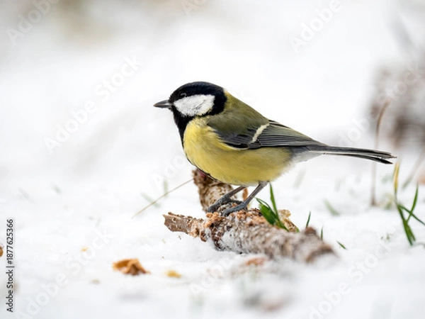 Obraz Kohlmeise,  Parus major