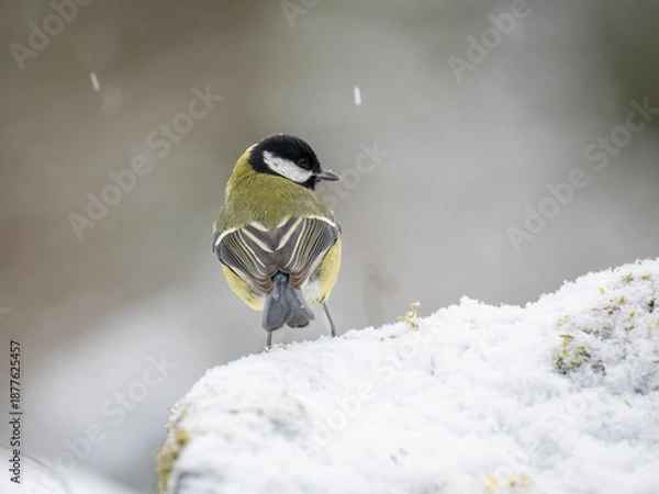 Obraz Kohlmeise,  Parus major