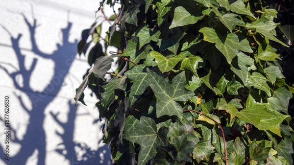 Obraz 木に絡まる蔦