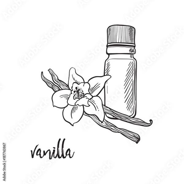 Fototapeta Vanilla flower and bootle spicy