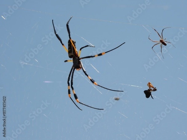 Fototapeta spider on a web