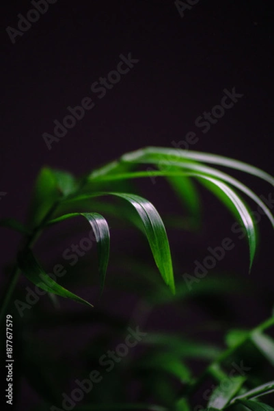 Obraz chamaedorea elegans