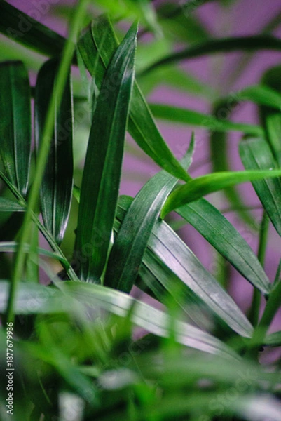 Obraz chamaedorea elegans