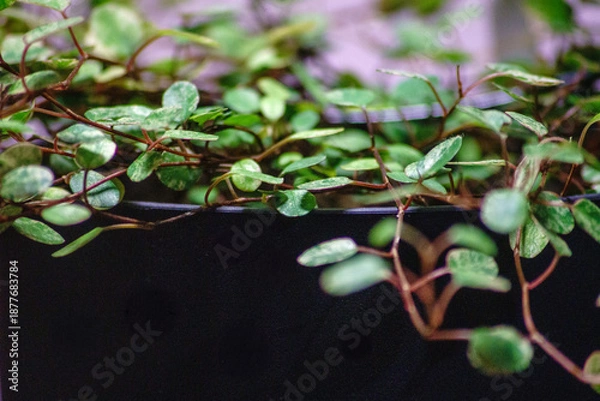 Obraz Muehlenbeckia Spotlight