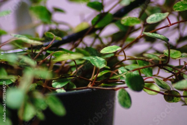 Obraz Muehlenbeckia Spotlight