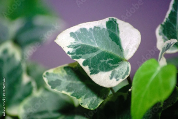 Obraz Hedera White Wonder