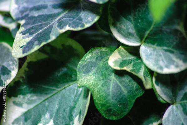 Obraz Hedera White Wonder